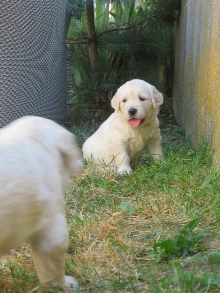 Du Mas De La Jarosse - Golden Retriever - Portée née le 29/05/2025